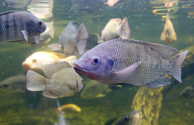 Peixes tilápias