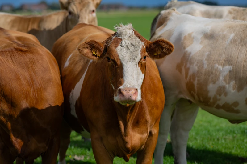 Vacas no pasto