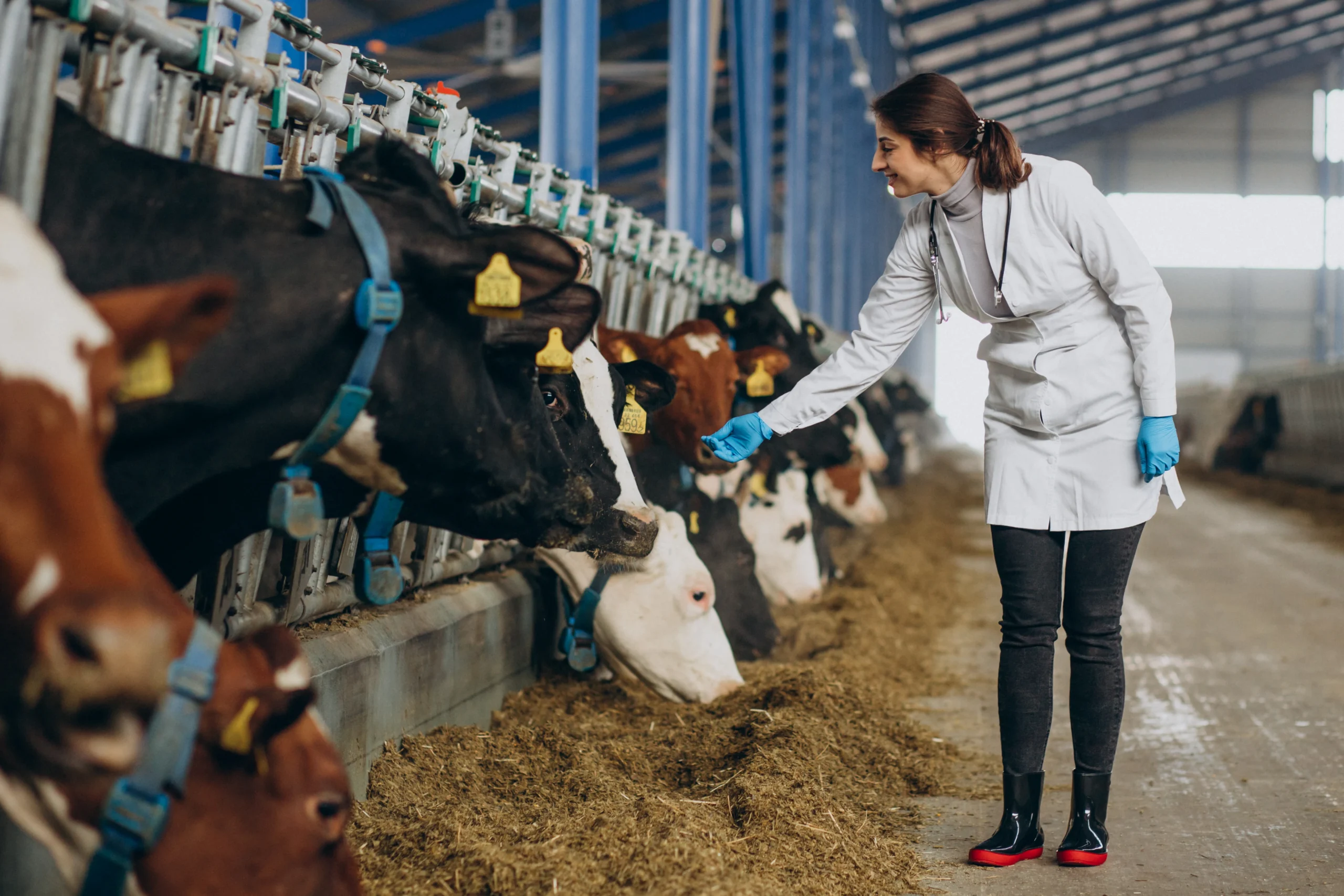 Veterinária com rebanho em estábulo